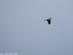 IMGP0272